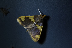 Rehimena phrynealis