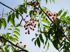 Ganophyllum falcatum