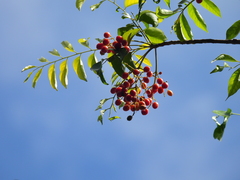 Ganophyllum falcatum