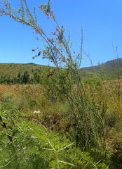 Freylinia densiflora