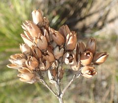 Freylinia densiflora