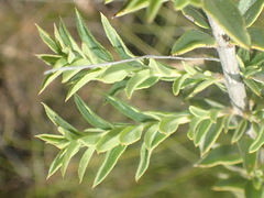 Freylinia densiflora
