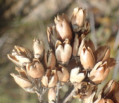 Freylinia densiflora