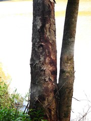 Ganophyllum falcatum