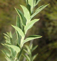 Freylinia densiflora