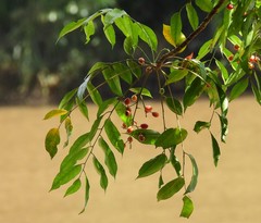 Ganophyllum falcatum