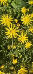Senecio glaucus