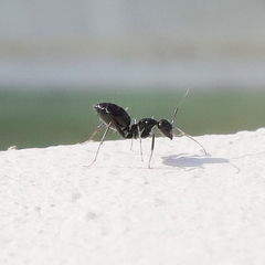 Camponotus foreli