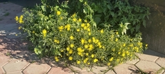 Senecio glaucus