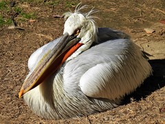 Pelecanus crispus