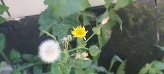 Sonchus oleraceus