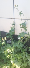 Sonchus oleraceus