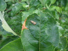 Olethreutes subtilana