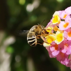 Anthophora fulvitarsis