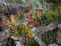 Aechmea recurvata