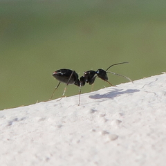 Camponotus foreli