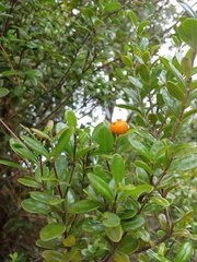 Mouriri helleri