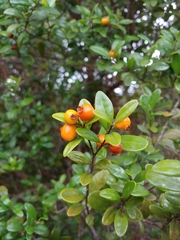 Mouriri helleri