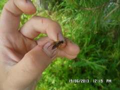 Tenthredo atra
