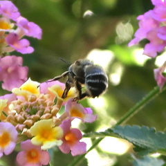 Anthophora fulvitarsis