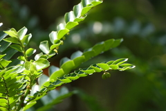 Phyllanthus buxifolius