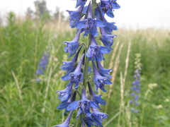 Delphinium schmalhausenii