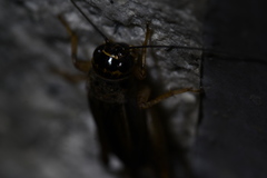 Svercacheta siamensis