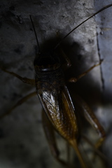 Svercacheta siamensis