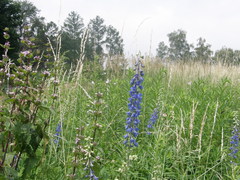 Delphinium schmalhausenii