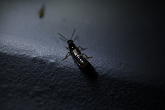 Philonthus aeneipennis