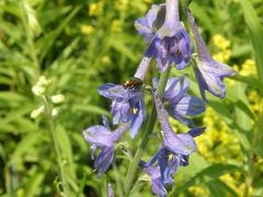 Delphinium schmalhausenii