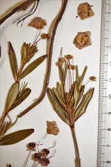 Kalmia polifolia