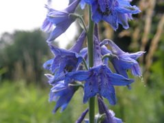 Delphinium schmalhausenii