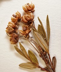 Kalmia polifolia