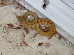 Elgaria multicarinata