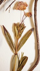 Kalmia polifolia
