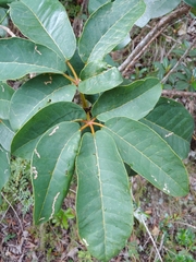 Tabebuia haemantha