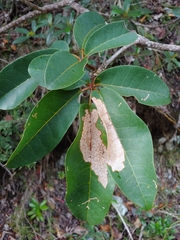 Tabebuia haemantha