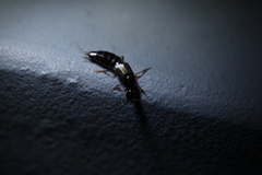 Philonthus aeneipennis