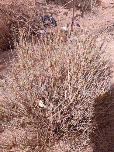 Desert grass (Panicum turgidum)