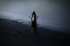 Philonthus aeneipennis