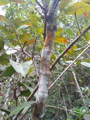 Coccoloba sintenisii