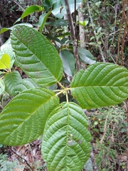 Guettarda ovalifolia