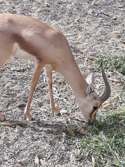 Gazella dorcas