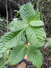 Guettarda ovalifolia