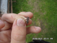 Acanthocinus griseus