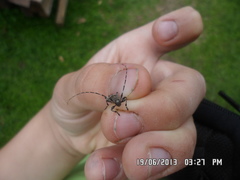 Acanthocinus griseus