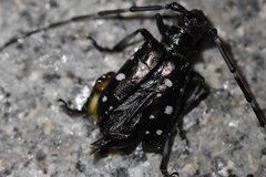 Anoplophora glabripennis