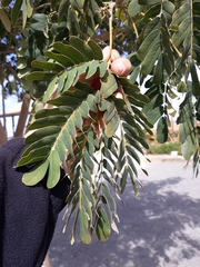 Tracheophyta