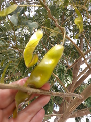 Tracheophyta